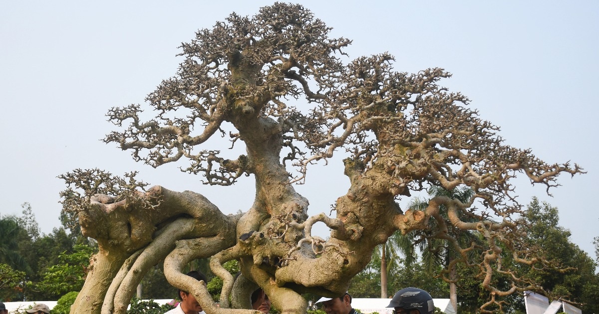 Gallery - Gốc cây khô khốc được định giá 3 tỷ đồng ở Quảng Ngãi | Báo Dân trí