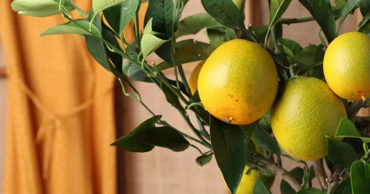 Read more about the article 6 cây ăn quả lý tưởng để trồng trong nhà: Vừa làm cảnh, vừa cho trái ngọt