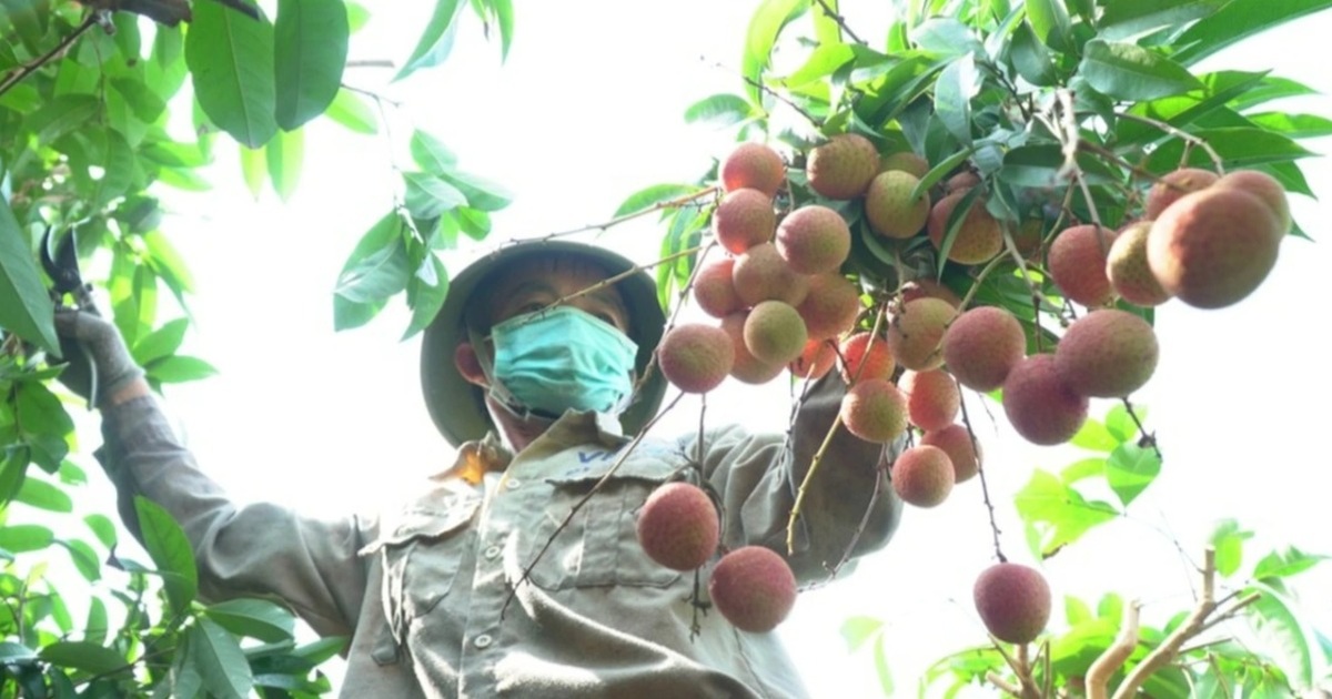 バクザンライチと輸出された果物が北朝鮮で放射線照射される