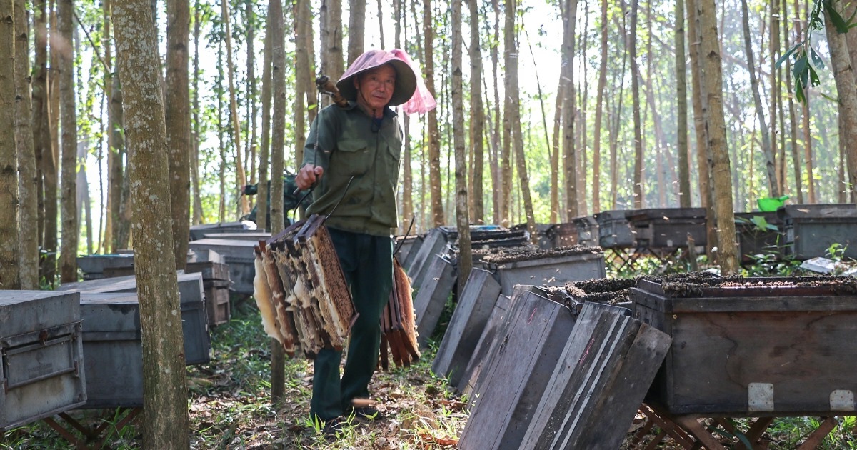 “Ăn” theo mùa ong làm mật, lao động thời vụ kiếm 250.000 đồng trong 4 tiếng