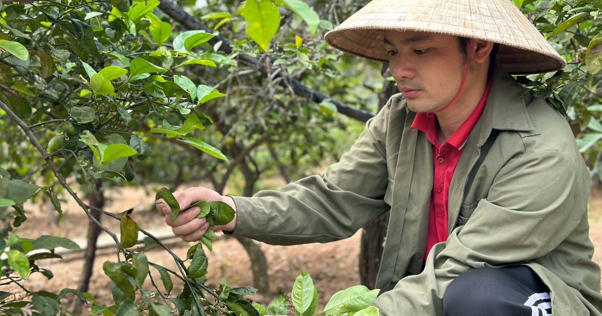 Việc nhẹ, mang lại thu nhập khá nhờ loại lá phổ biến ở vùng nông thôn