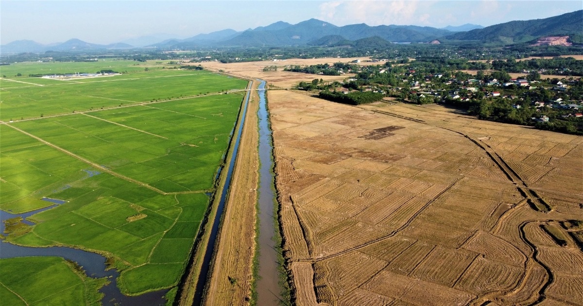 Cách nhau một con kênh, bên này lúa xanh tốt, bên kia ruộng đồng khô hạn