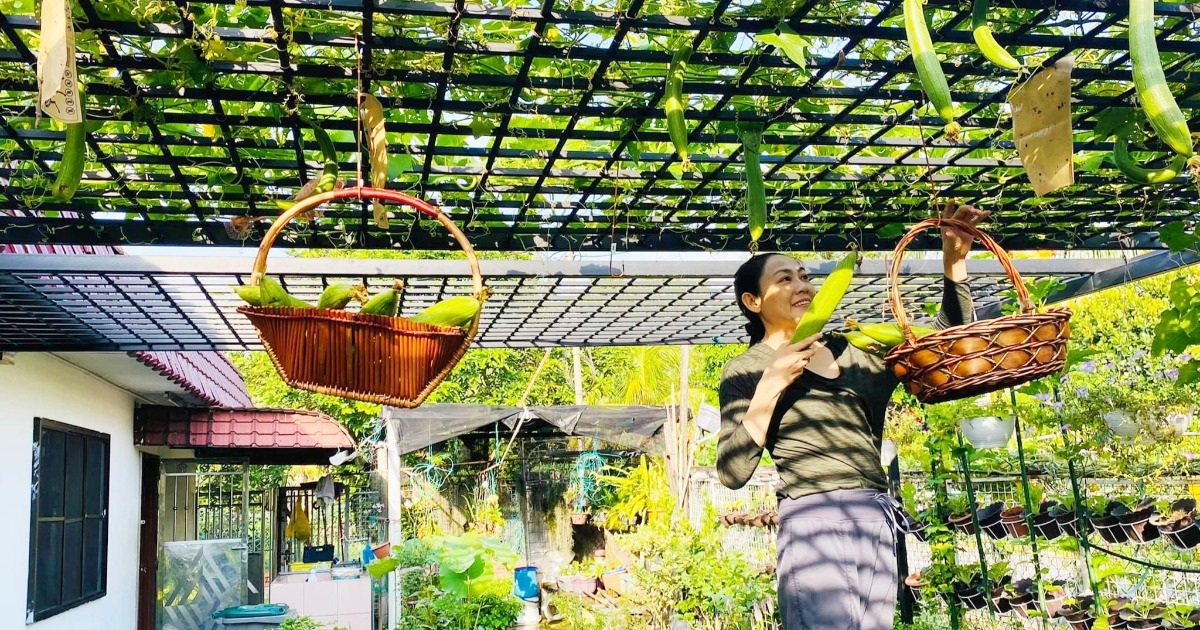 View - Vườn cây 450m2 của mẹ Việt ở Malaysia, quanh năm sai trĩu hoa quả | Báo Dân trí