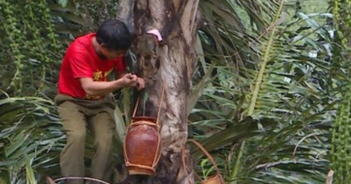 View - Nghề lạ ở Việt Nam: "Mổ" cây lấy nước ra ngay thứ rượu cay nồng không xỉn | Báo Dân trí