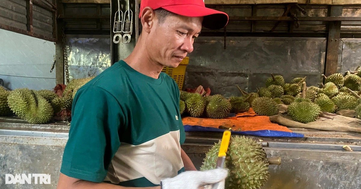 View - Độc lạ nghề nghe tiếng, ngửi mùi sầu riêng kiếm tiền triệu mỗi ngày | Báo Dân trí