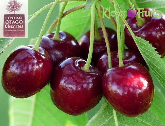 Xu hướng biếu tặng trái cây sang trọng ngày Tết lên ngôi - 1 Mùa cherry New Zealand 2017 tại Central Otago, thủ phủ của cherry (Ảnh: Klever Fruits)