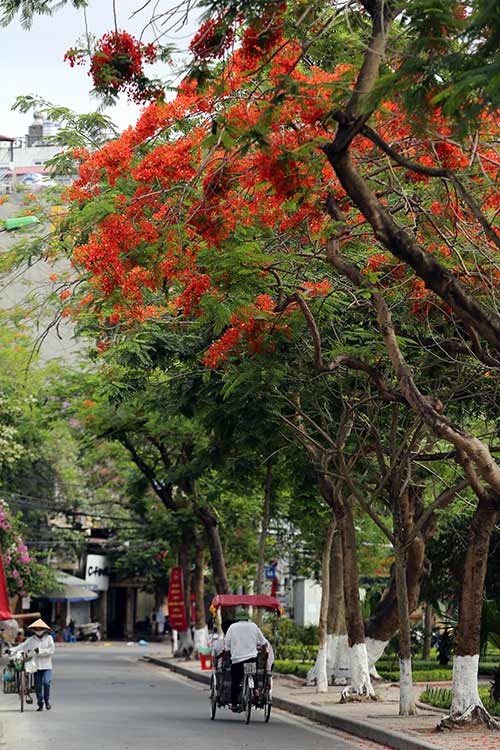 Những địa điểm phượng nở được “săn đón” nhiều nhất - 2 Góc phố trở nên thơ mộng hơn khi mùa phượng nở rộ