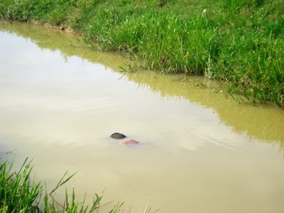 Đi đơm cá ban đêm bị sẩy chân chết đuối - 1