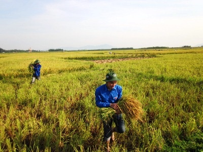 Hà Tĩnh: Màu xanh tình nguyện giữa khắp cánh đồng - 2