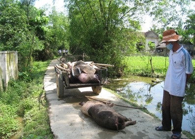 Hà Tĩnh công bố dập tắt dịch tai xanh ở lợn - 1