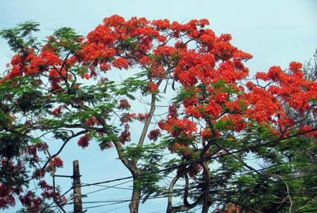 TP. Hà Tĩnh rực rỡ bức tranh hoa mùa hạ  - 20