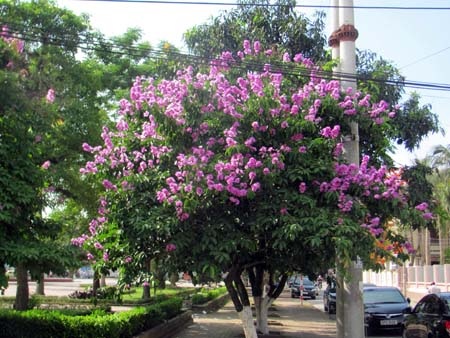 TP. Hà Tĩnh rực rỡ bức tranh hoa mùa hạ  - 16