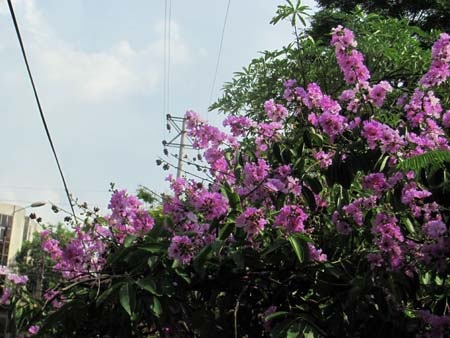 TP. Hà Tĩnh rực rỡ bức tranh hoa mùa hạ  - 18