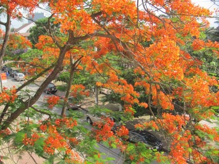 TP. Hà Tĩnh rực rỡ bức tranh hoa mùa hạ  - 17