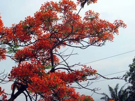 TP. Hà Tĩnh rực rỡ bức tranh hoa mùa hạ  - 14