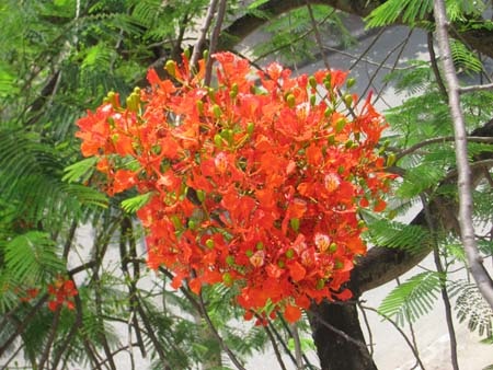 TP. Hà Tĩnh rực rỡ bức tranh hoa mùa hạ  - 15