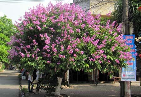 TP. Hà Tĩnh rực rỡ bức tranh hoa mùa hạ  - 25