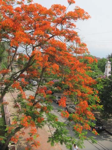 TP. Hà Tĩnh rực rỡ bức tranh hoa mùa hạ  - 11