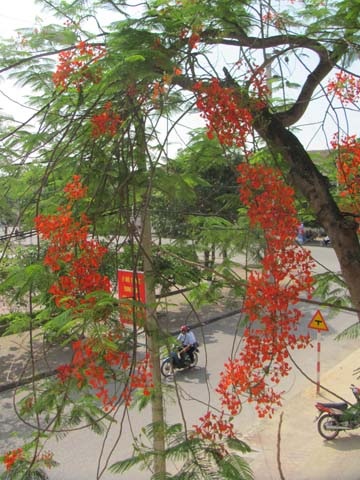 TP. Hà Tĩnh rực rỡ bức tranh hoa mùa hạ  - 9