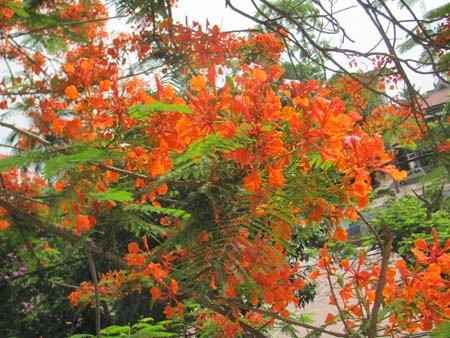 TP. Hà Tĩnh rực rỡ bức tranh hoa mùa hạ  - 6