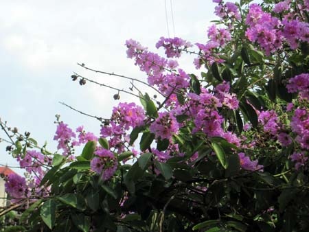 TP. Hà Tĩnh rực rỡ bức tranh hoa mùa hạ  - 12