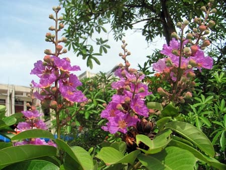 TP. Hà Tĩnh rực rỡ bức tranh hoa mùa hạ  - 10