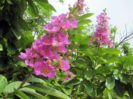 TP. Hà Tĩnh rực rỡ bức tranh hoa mùa hạ  - 5