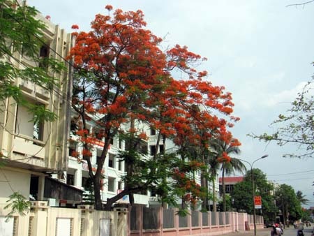 TP. Hà Tĩnh rực rỡ bức tranh hoa mùa hạ  - 4