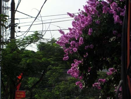 TP. Hà Tĩnh rực rỡ bức tranh hoa mùa hạ  - 3