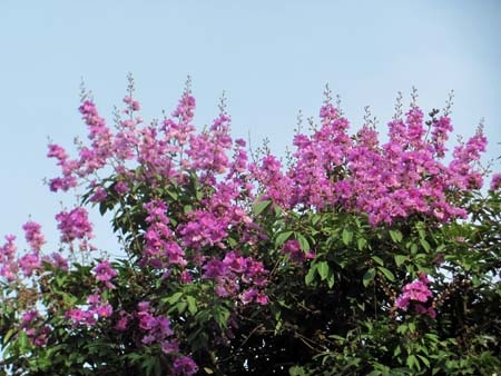 TP. Hà Tĩnh rực rỡ bức tranh hoa mùa hạ  - 7