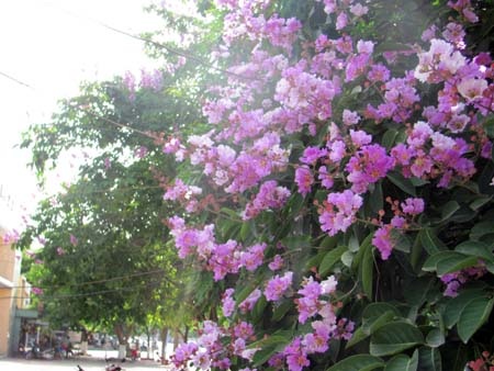 TP. Hà Tĩnh rực rỡ bức tranh hoa mùa hạ  - 24