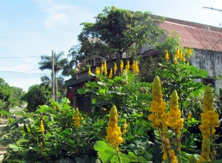 TP. Hà Tĩnh rực rỡ bức tranh hoa mùa hạ  - 8