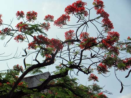 TP. Hà Tĩnh rực rỡ bức tranh hoa mùa hạ  - 22