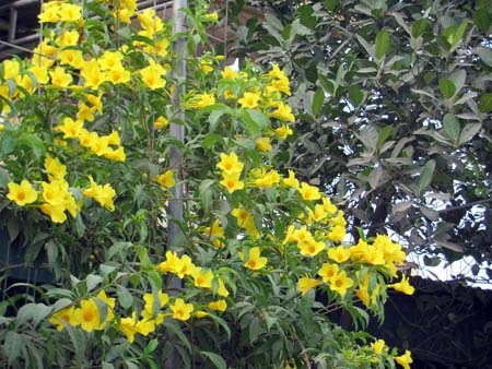 TP. Hà Tĩnh rực rỡ bức tranh hoa mùa hạ  - 21