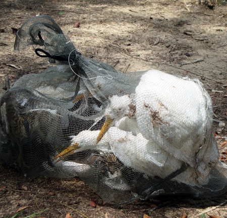 Xót thương xem săn cò - 4