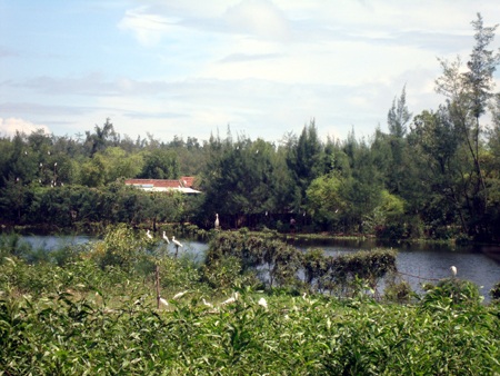 Xót thương xem săn cò - 1