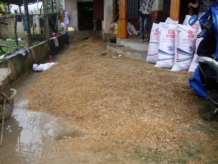 Thời tiết xấu, hàng ngàn tấn lúa thành thức ăn... gia súc - 3