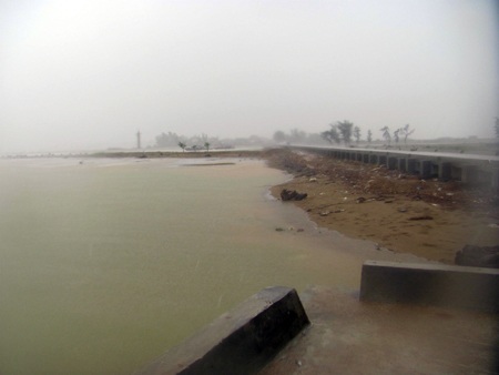 Thời tiết xấu, hàng ngàn tấn lúa thành thức ăn... gia súc - 1