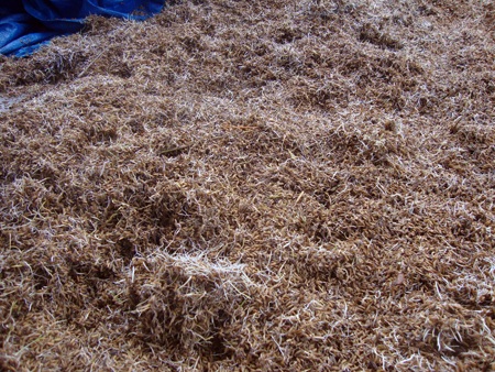 Thời tiết xấu, hàng ngàn tấn lúa thành thức ăn... gia súc - 4