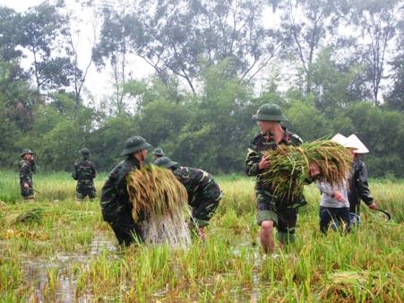 Nông dân gặp khó sau khi ồ ạt gặt lúa chạy bão - 1