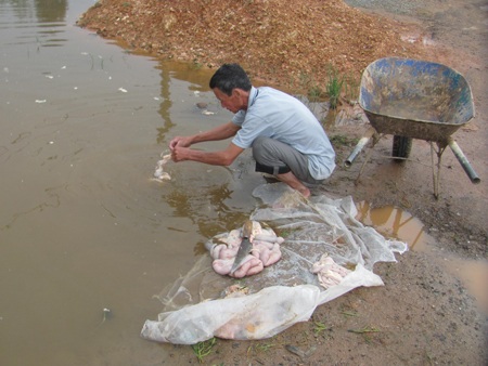 Hãi hùng cảnh “làm sạch” nội tạng bò trong ao tù - 2