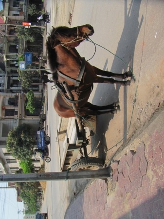 Đìu hiu xe ngựa thời buổi khó khăn