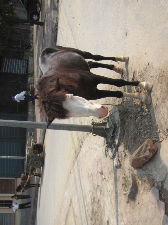 Đìu hiu xe ngựa thời buổi khó khăn