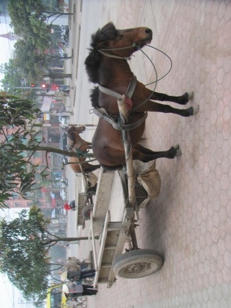 Đìu hiu xe ngựa thời buổi khó khăn