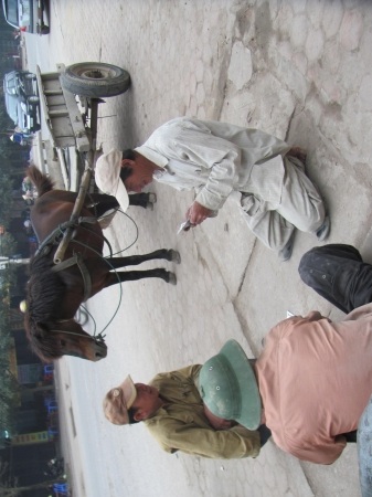 Đìu hiu xe ngựa thời buổi khó khăn