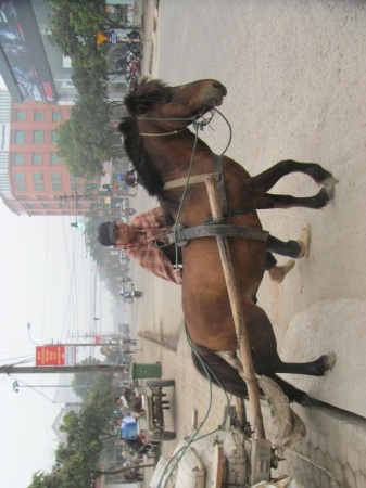 Đìu hiu xe ngựa thời buổi khó khăn