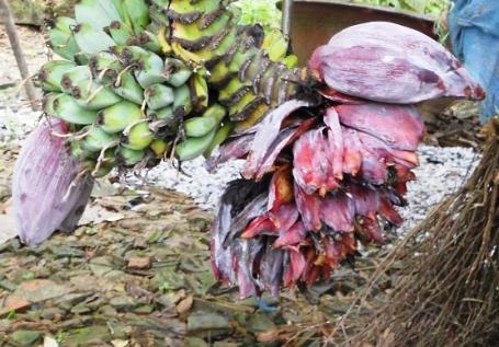 Buồng chuối lạ có hình... hoa sen