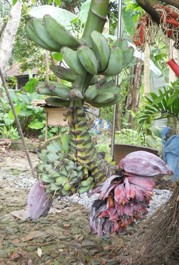 Buồng chuối lạ có hình... hoa sen - 1 Buồng chuối lạ có hình... hoa sen