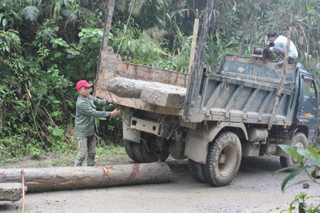 Phát hiện một vụ phá rừng có quy mô cực lớn - 2 Phát hiện một vụ phá rừng có quy mô cực lớn
