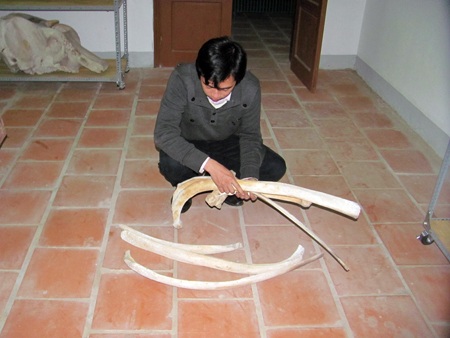 Đàn voi kêu cứu! - 2